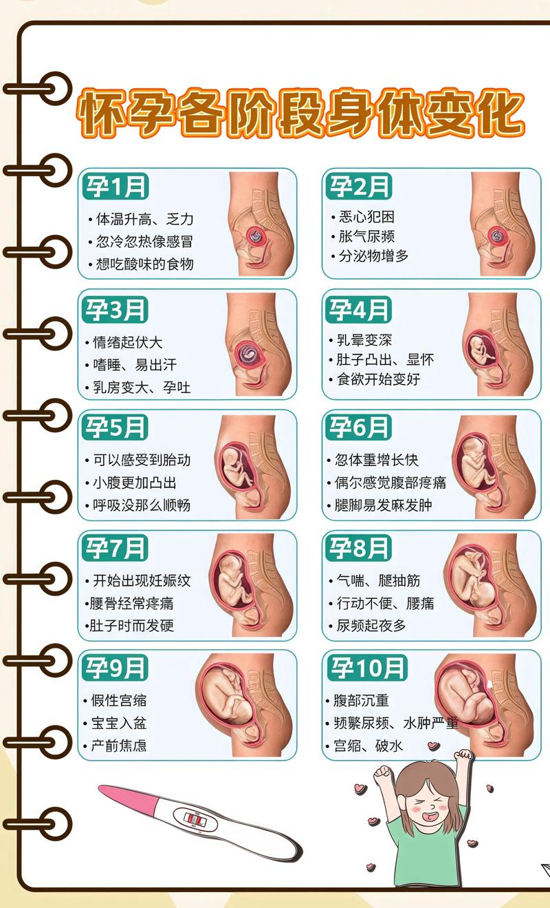 揭秘供卵代孕妈妈怀孕小腹分两节，孕期变化的奥秘深圳代生机构: